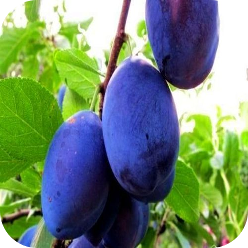 Слива "Акимовская" 